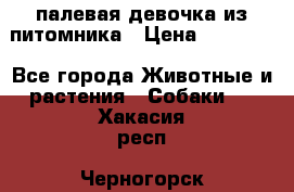 палевая девочка из питомника › Цена ­ 40 000 - Все города Животные и растения » Собаки   . Хакасия респ.,Черногорск г.